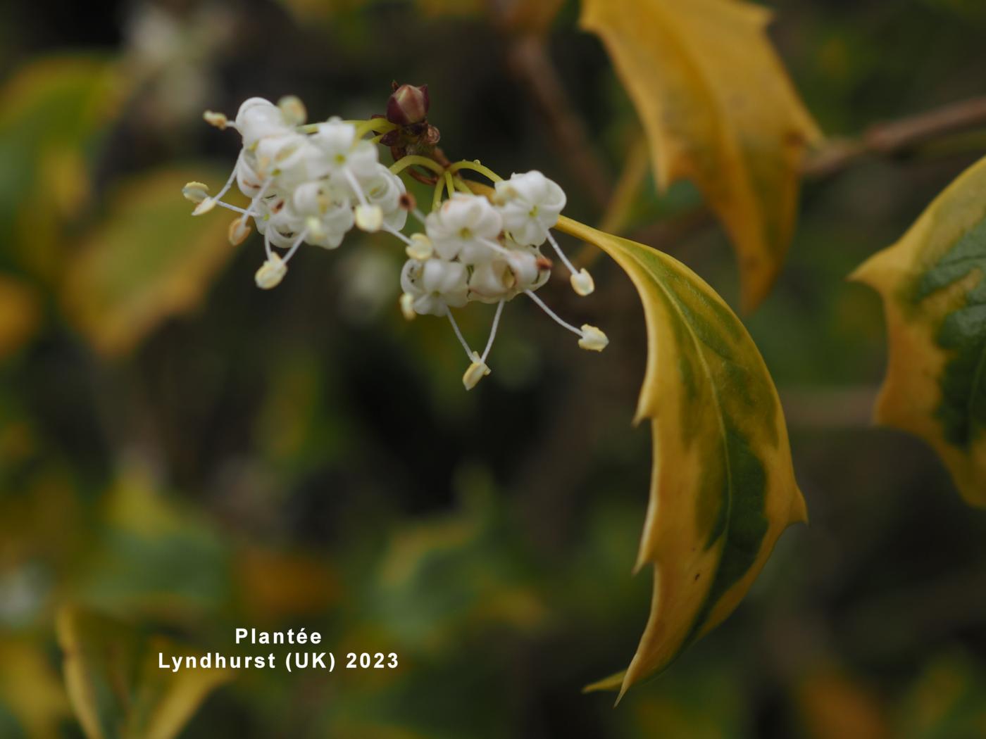 Osmanthus, Holly-leaved flower